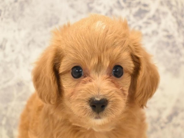 静岡県のハーフ犬 (ペッツワン伊東店/2024年2月5日生まれ/男の子/アプリコット)の子犬
